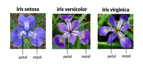 Iris Flower Dataset Sklearn