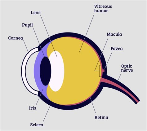 iris function eye simple