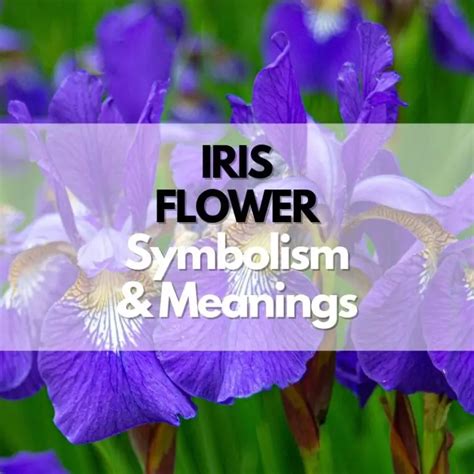 Iris Mystical Meaning