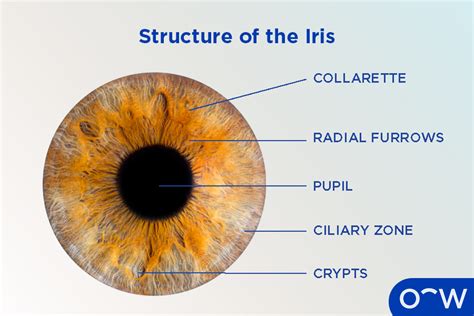 Iris Name Eye