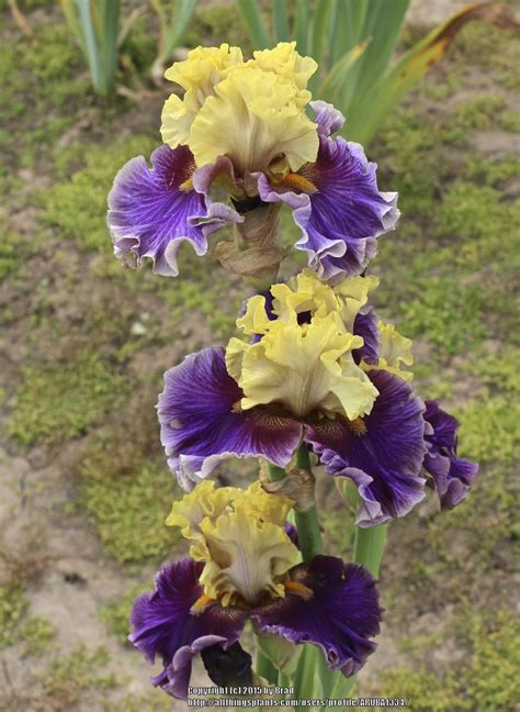 Iris Painted Shadows