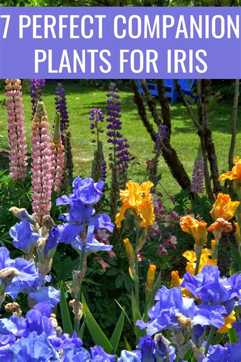 Iris Plant Spacing