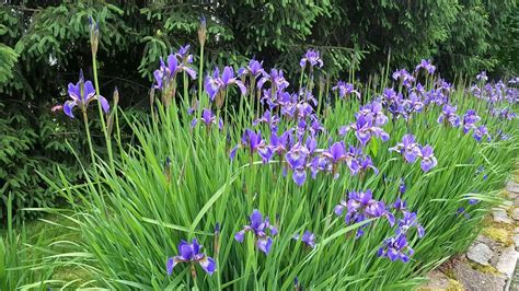 Iris Plants Zone 3