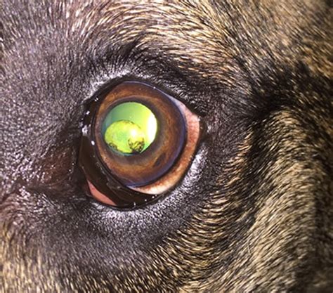 iris problems in dogs