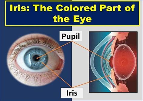 Iris Technical Definition