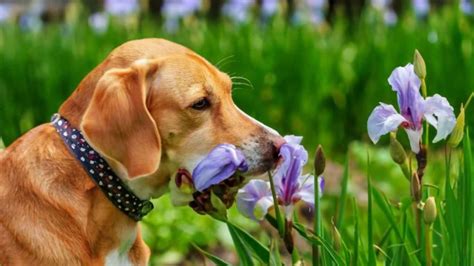 iris toxic to dogs