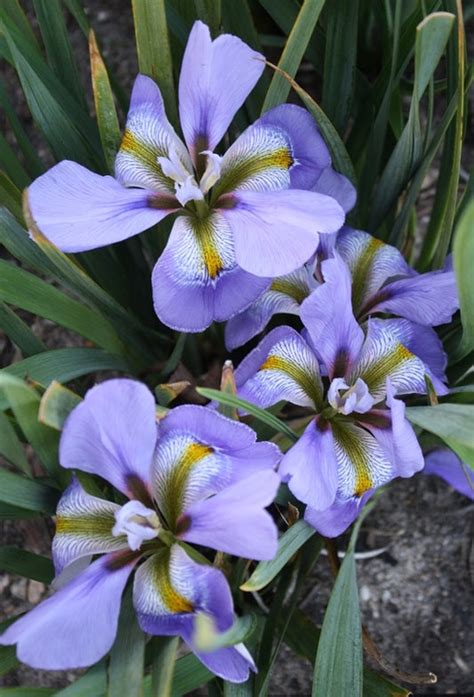 Iris Unguicularis Bulbs