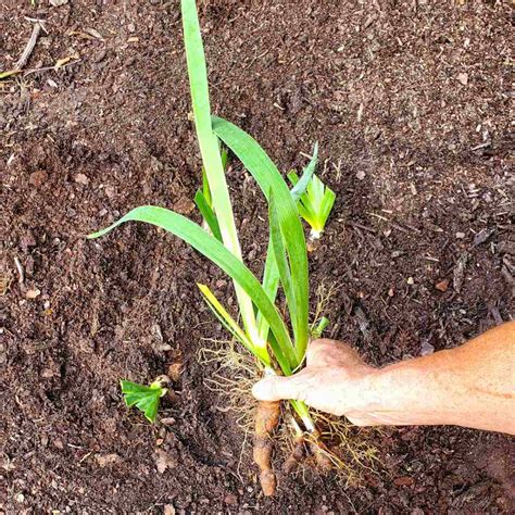 Irises Transplanting