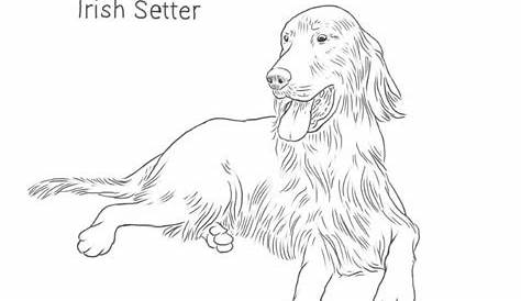 Irish Setter drawing | Dog Breeds List | Irish setter, Dog drawing, Dog
