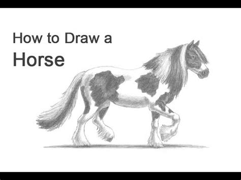 Irish Cob Drawing