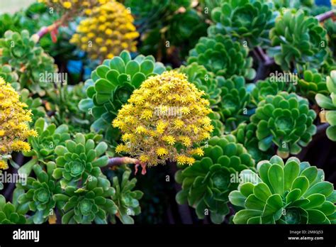 Mysteries of the Irish Rose: A Timeless Tale