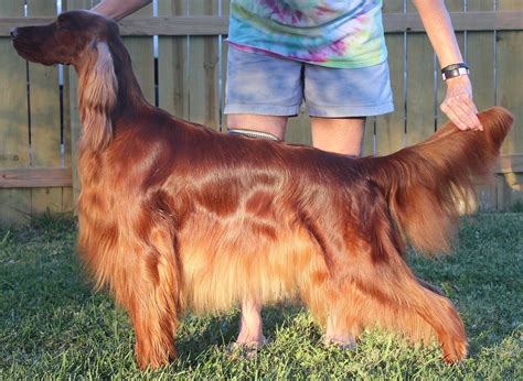 Irish Setter Akc