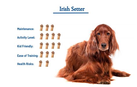 Irish Setter Problems