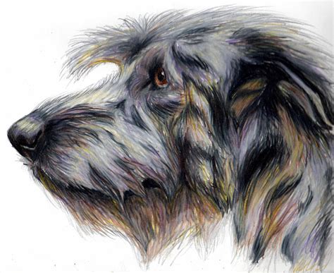 Irish Wolfhound Drawing