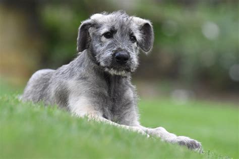 irish wolfhound puppy