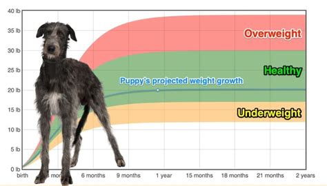 irish wolfhound weight by age