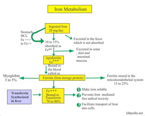 Iron Binding Capacity And Transferrin