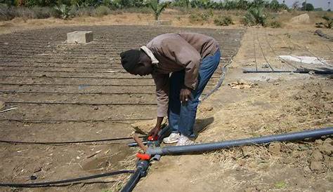 Irrigation Goutte A Goutte Maroc Les Fruits De Notre Travail