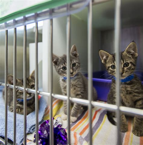 irving animal shelter cats for adoption