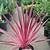 is a cordyline plant a perennial
