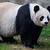 is a giant panda a mammal
