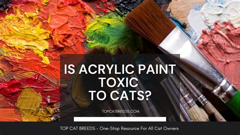Is Acrylic Paint Toxic To Cats? Can It Cause Harm To Cats? (2022)
