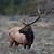is an elk a ruminant