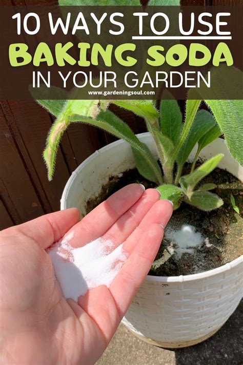 This writeup is about using baking soda in the garden. As this home