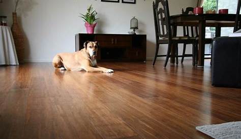 Flooring for Dog Owners Fossilized by Cali Bamboo