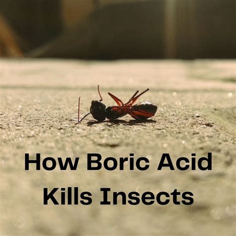 Pic® Orthoboric Acid Roach And Ant Killer, 16 Ounces