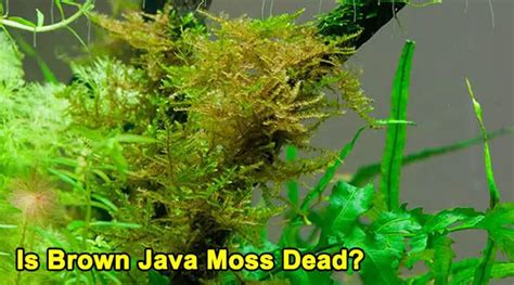 Anyone know why my java moss is turning brown Aquariums