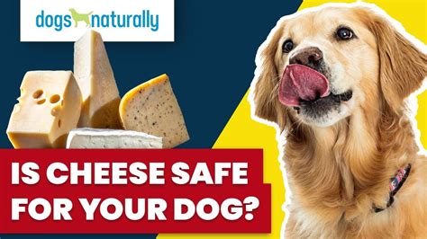 Is Cheese Good For Dogs Health