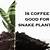 is coffee good for snake plants