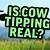 is cow tipping really a thing