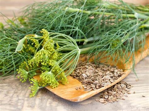 Restaurant Quality Dill Weed for Chefs in Canada