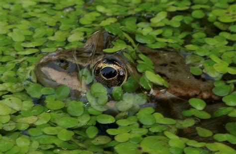 Frog Covered In Duckweed HighRes Stock Photo Getty Images