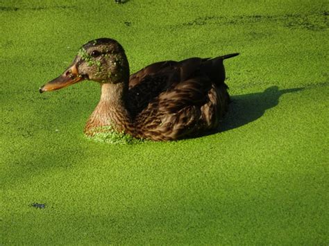 Our pond under attack! Duckweed! From a Weekend Retreat to a House in
