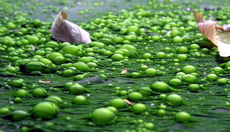 Bright green bloom (eutrophication) in a pond with a fountain, caused