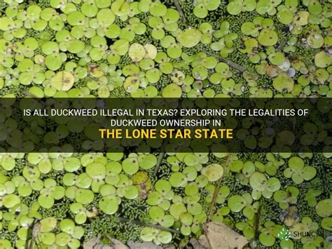 Photo 255305 Common duckweed (Lemna minor) together with giant...of