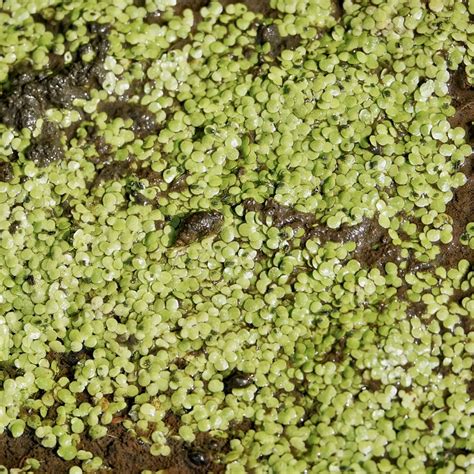 Great Duckweed Stock Image B836/2103 Science Photo Library