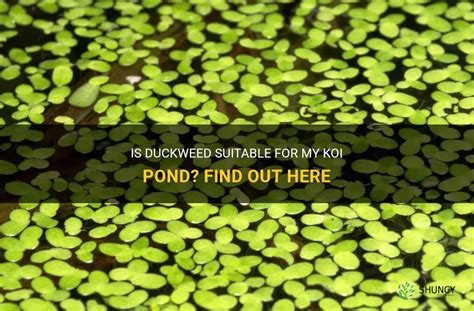 Duckweed Floating Pond Plants Green water control plants Koi fish Food