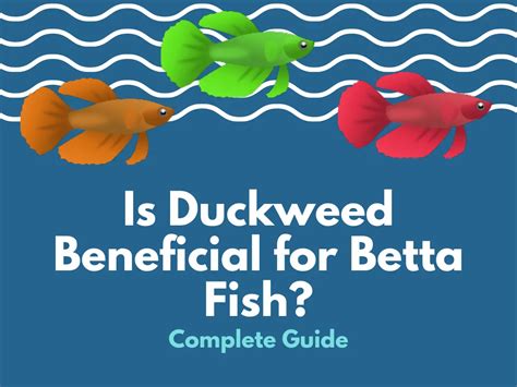Betta Fish Eating Duckweed BETTAKUS