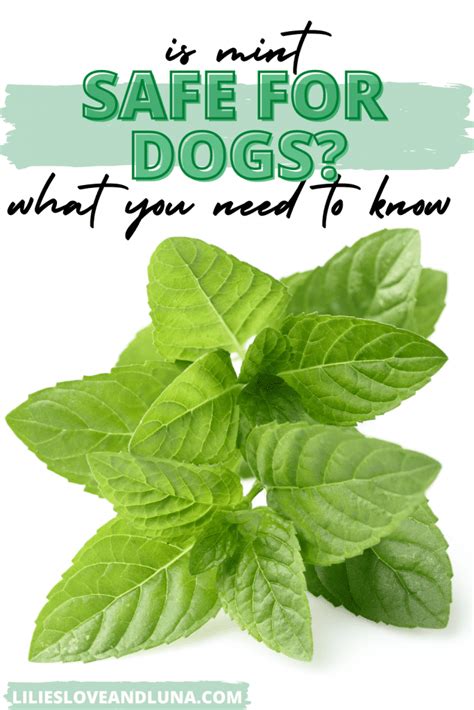 How to Make Mint Water for Dogs? Mint water