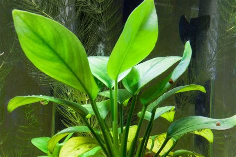 Live Aquarium Aquatic Plants Anubias Nana Petite on Nano Bogwood Shrimp