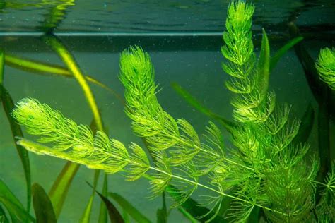 Buy 1x Hornwort (Ceratophyllum demursum) Live Pond Plants in Cheap