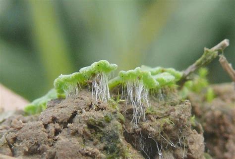 Caring for hornwort (Ceratophyllum demersum) The Shrimp Farm