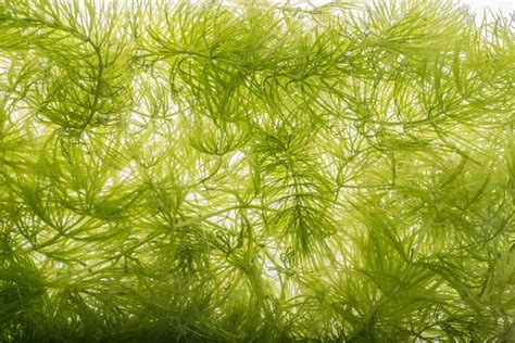 Growing Hornwort In Ponds Hornwort Coontail Information And Care