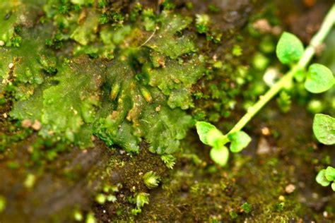 Hornwort Confirmed Easiest Plant to Grow PlantedTank