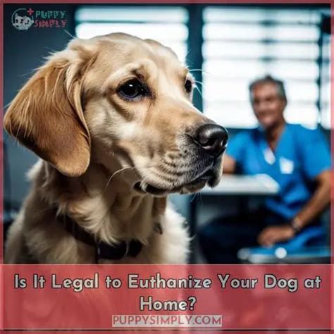 Is It Legal To Euthanize Your Dog At Home?