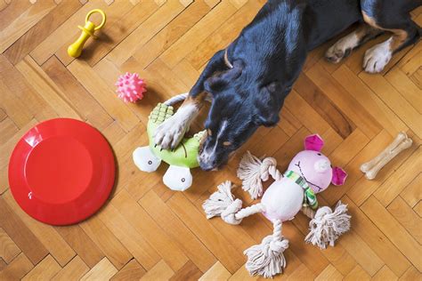 9 Easy Methods How to Clean Dog Toys Dog toys